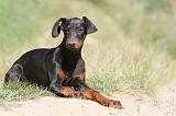 DOBERMANN 914